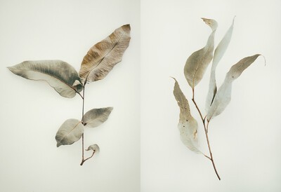 Jared Fowler.